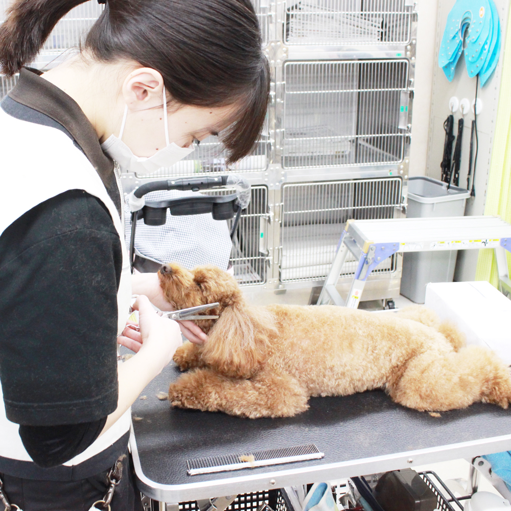 ２年生はお客様犬のトリミング！